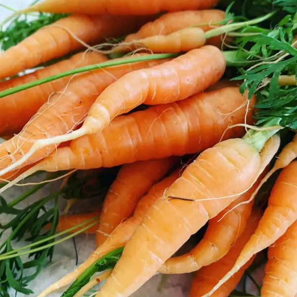 Carottes