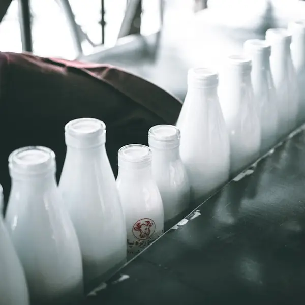 Lait entier